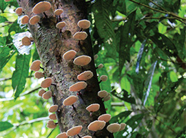 Bio-Diversity in Gunung Mulu National Park