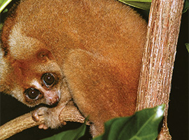 Bio-Diversity in Gunung Mulu National Park