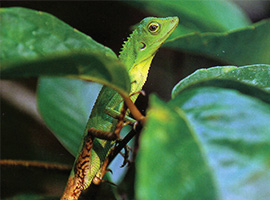 Bio-Diversity in Gunung Mulu National Park