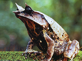 Bio-Diversity in Gunung Mulu National Park