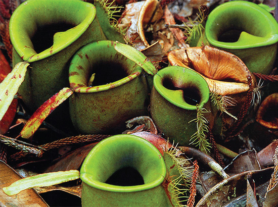 Bio-Diversity in Gunung Mulu National Park