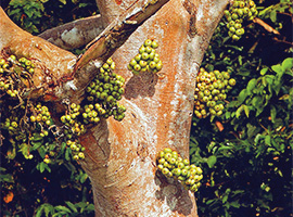 Gunung Mulu National Park Forest Activities / Natural Walks