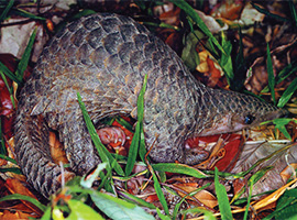 Gunung Mulu National Park Forest Activities / Natural Walks