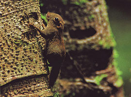 Gunung Mulu National Park Treks and Trails