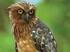 Gunung Mulu National Park Treks and Trails