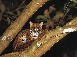 Gunung Mulu National Park Treks and Trails